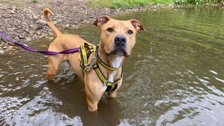 Charity urging Lanarkshire dog owners to be aware of blue-green algae in water