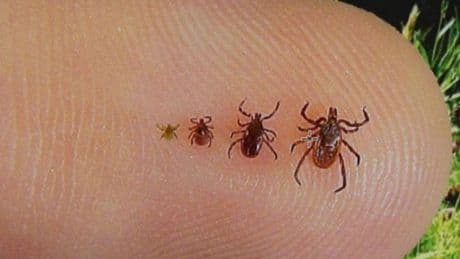 1 tanesi 10 bin yumurta bırakıyor! Uzmanı, keneyle mücadelenin en etkili yolunu açıkladı