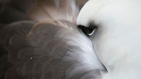 A Biologist Spotlights The Oldest Bird In The World (Hint: It Was First Tagged In 1956 On This Isolated Island)