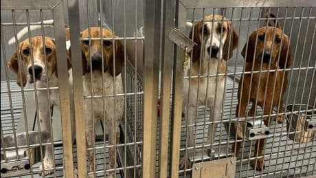 Ontario hospital says it will ‘immediately cease’ use of dogs in heart research