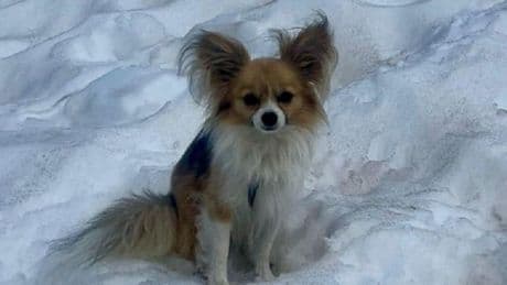 Suisse: un homme tombé dans une crevasse doit la vie à son chihuahua