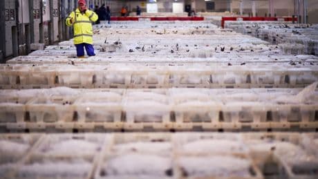 Pawns not prawns: Westminster politicians always sell out Scotland’s fishing fleet