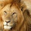 Une enfant de 14 ans tuée par un lion dans un parc national au Kenya