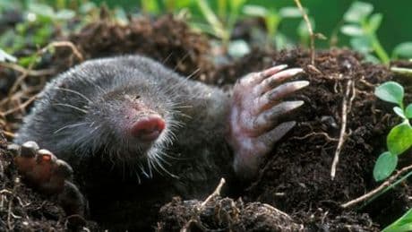 Maulwürfe im Garten: Lieber dulden als vergrämen