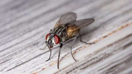 Stop flies coming into your home this summer with expert's clever trick