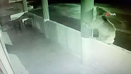 Bayburt’ta bir yavru ayı alabalıkları yedikten sonra oyunlar oynadı