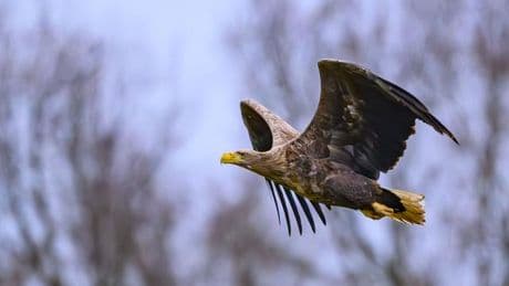 Naturschutz: Tote Seeadler gefunden - Experten befürchten Vergiftungen