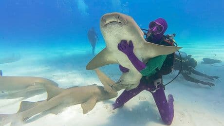 Discovery 'Shark Week' has breaching great whites, looks back at 'Jaws' and starts with some dancing