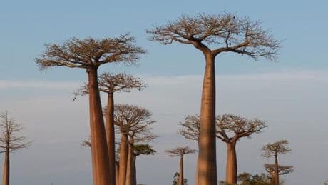 Madagascar : une destination touristique sur de bons rails