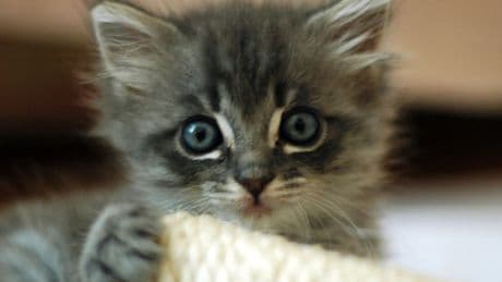 Archaeologists discover secret behind why we keep cats as pets