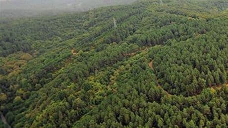 Ankara'da ormanlarda ateş yakılması yasaklandı