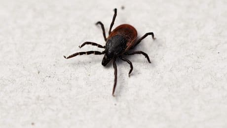 Garrapatas en Madrid: la Comunidad alerta sobre sus riesgos y ofrece consejos para evitar picaduras con el calor
