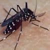 Chikungunya : 154 cas recensés depuis le début de l’été en métropole