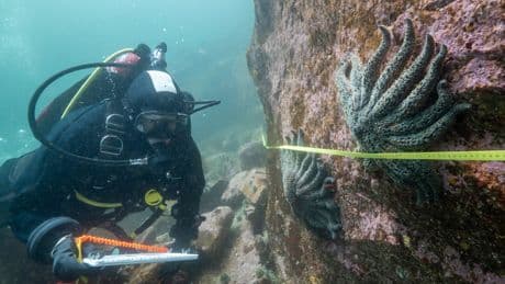 Scientists say they have solved the mystery of what killed more than 5 billion sea stars