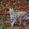 "Sie kann sich verteidigen": Serval ausgebüxt - Stadt in Schleswig-Holstein warnt