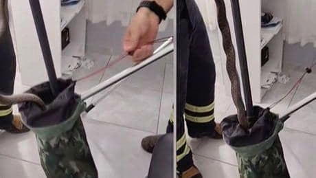 Yer: Osmaniye! Aile sağlığı merkezinde yılan paniği