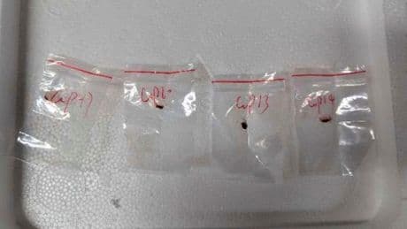 Chinese nationals accused of smuggling 'agroterrorism' fungus into US