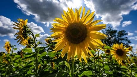 Braunschweig Wetter: Sommer kommt zurück – Werte über 30 Grad erwartet
