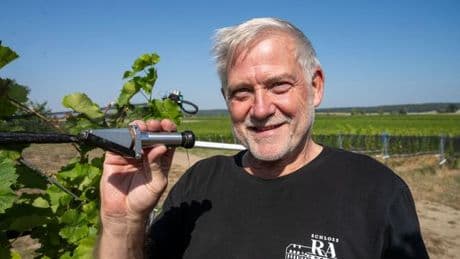 Weinanbau im Norden: Größtes Weingut im Norden erwartet deutlich größere Ernte