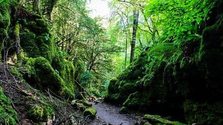 Inside the little-known 'ancient magical forest' believed to have inspired The Lord of the Rings