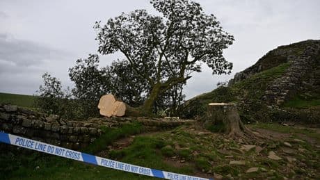 Sycamore Gap Tree : annonce de la peine ce mardi pour les deux hommes qui ont abattu l'arbre le plus célèbre d'Angleterre