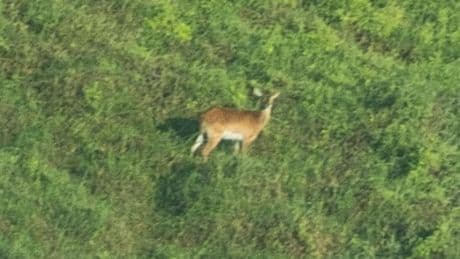 El 'Upemba lechwe', un antílope casi extinto, fotografiado en la RD del Congo