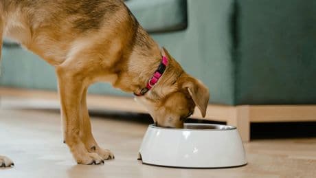 Hora de comer: guía para elegir el comedero adecuado según sea tu perro