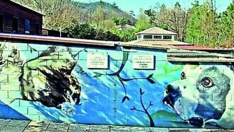 Tre spiagge accessibili ai cani e più spazi per Monte Contessa. L’assessora Bordilli: “Così sosteniamo gli animali”