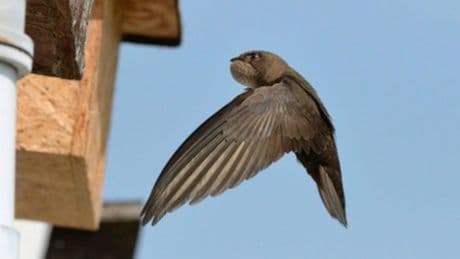 The Congo to Huntly: Endangered swift colony set for return to old department store