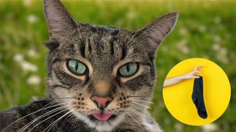 Katzen und Socken: So entsteht das legendäre Stinkegesicht