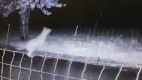 Beelden: wolf springt over wolfwerend hek in Gelderland