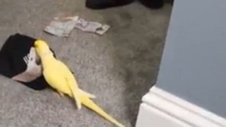 Parrot squawking street slang helps police lock up drugs gang for over 103 years