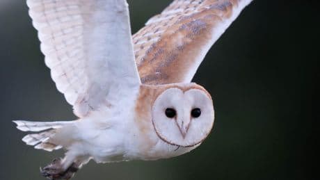 AI tool created to monitor barn owl chicks without disturbing nesting sites