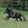 'Serial horse rapist', 38, filmed himself having sex with pregnant Shetland pony, court hears