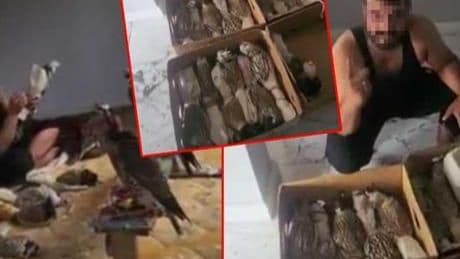 Bu görüntüler çok konuşulmuştu! İstanbul-Bursa arası kuş operasyonu