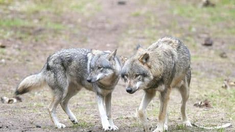 Jagd auf Wölfe: Brandenburg plant Abschussquote für Wölfe von 15 Prozent
