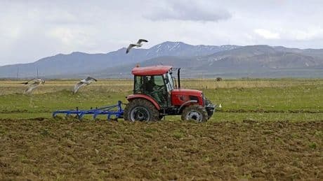 Çiftçileri sevindiren haber geldi: Destek ödemeleri hesaplara yatmaya başladı