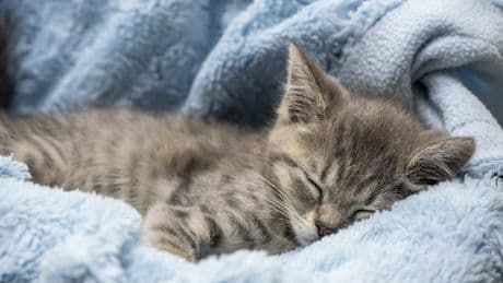 Schon bemerkt? Deshalb schlafen Katzen fast immer auf der linken Seite