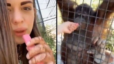 Una boxeadora da de fumar a un orangután en peligro de extinción