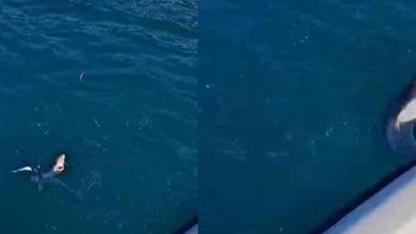 Yer: Trabzon! 3 arkadaş gözlerine inanamadı: Oltaya gelen balık şoke etti