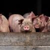 La Chine va imposer des droits de douane provisoires sur les porcs en provenance de l'Union européenne