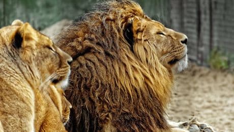 L'appello choc dello zoo danese: "Dateci animali indesiderati, saranno cibo per i nostri predatori"