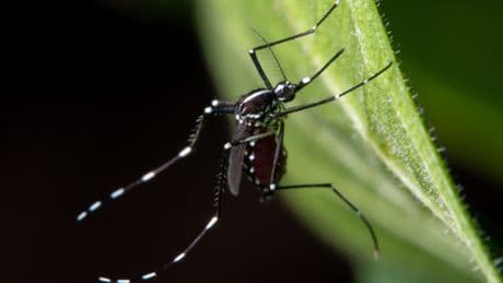 West Nile: sintomi, cosa è, come si trasmette e come proteggersi. Ecco cosa sappiamo sul virus