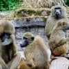 Un zoo allemand abat douze babouins, deux organisations de défense de la cause animale portent plainte