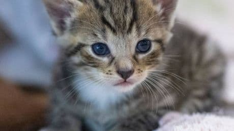 Weltkatzentag 2025: Wir suchen die schönste Katze in NRW – jetzt mitmachen und gewinnen!