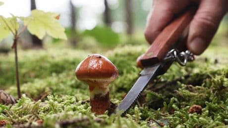 Pilze: Champignons und Hexenröhrlinge - Pilze sprießen in Sachsen