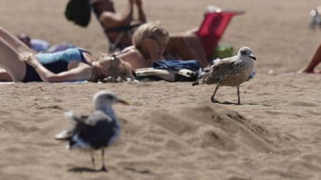 Detectan gripe aviar en gaviotas de la costa de Bizkaia