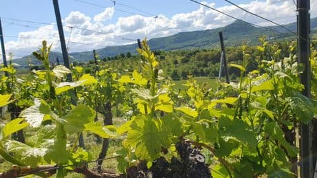 Reiner Wein: Schwäbische Alb-Träume