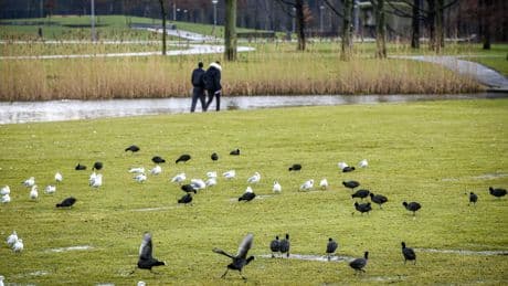 Jong meisje misbruikt in Zuiderpark Rotterdam: politie jaagt op dader die slachtoffertje rietkraag introk
