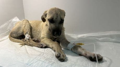 Sopayla dövülen yavru köpeğin hayati riski var